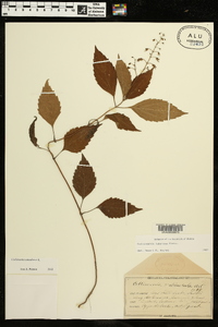 Collinsonia canadensis image