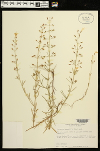 Dicerandra linearifolia image