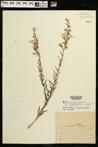 Dicerandra linearifolia image