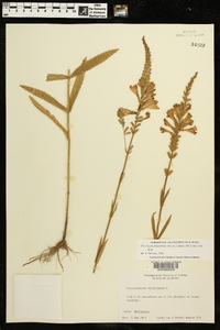 Physostegia angustifolia image