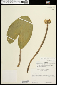 Nuphar advena image