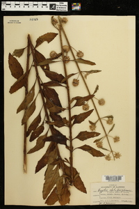 Hyptis alata image