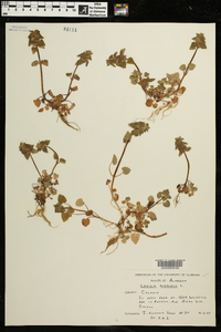 Lamium purpureum image