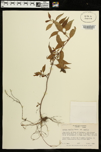 Lycopus rubellus image