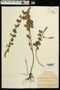 Mentha × rotundifolia image