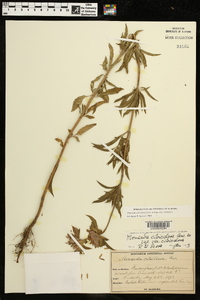 Monarda citriodora subsp. citriodora image