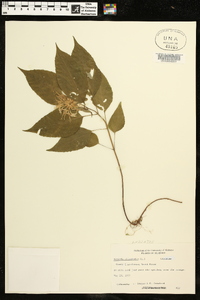 Monarda clinopodia image