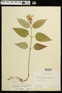 Monarda clinopodia image