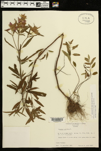 Monarda punctata subsp. punctata image