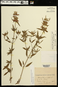 Monarda punctata subsp. punctata image