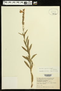 Physostegia virginiana image