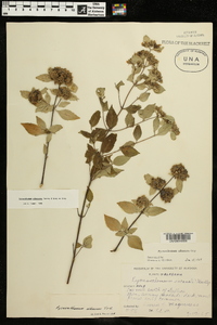 Pycnanthemum albescens image