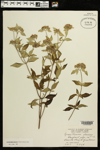 Pycnanthemum albescens image