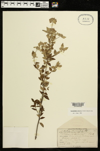 Pycnanthemum albescens image