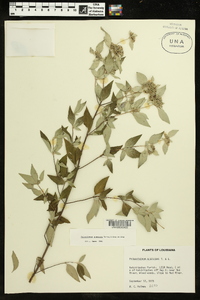 Pycnanthemum albescens image