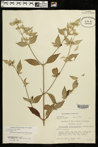 Pycnanthemum loomisii image