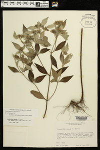 Pycnanthemum loomisii image