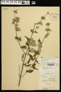 Pycnanthemum loomisii image