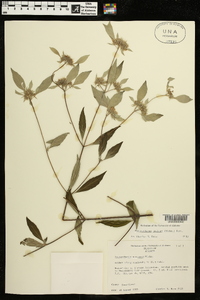 Pycnanthemum muticum image