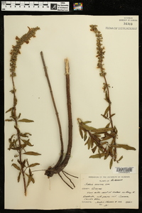 Salvia azurea image