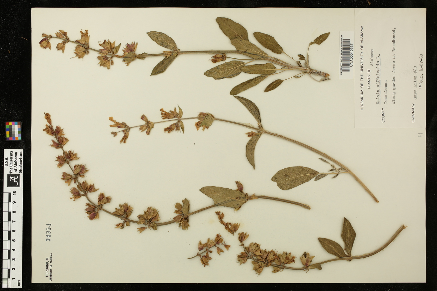 Salvia officinalis image
