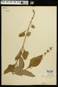 Salvia urticifolia image