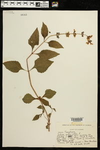 Salvia urticifolia image