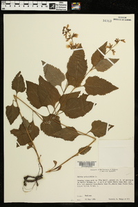 Salvia urticifolia image