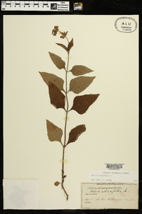 Salvia urticifolia image