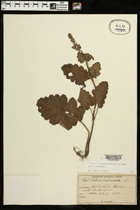 Salvia verbenaca image