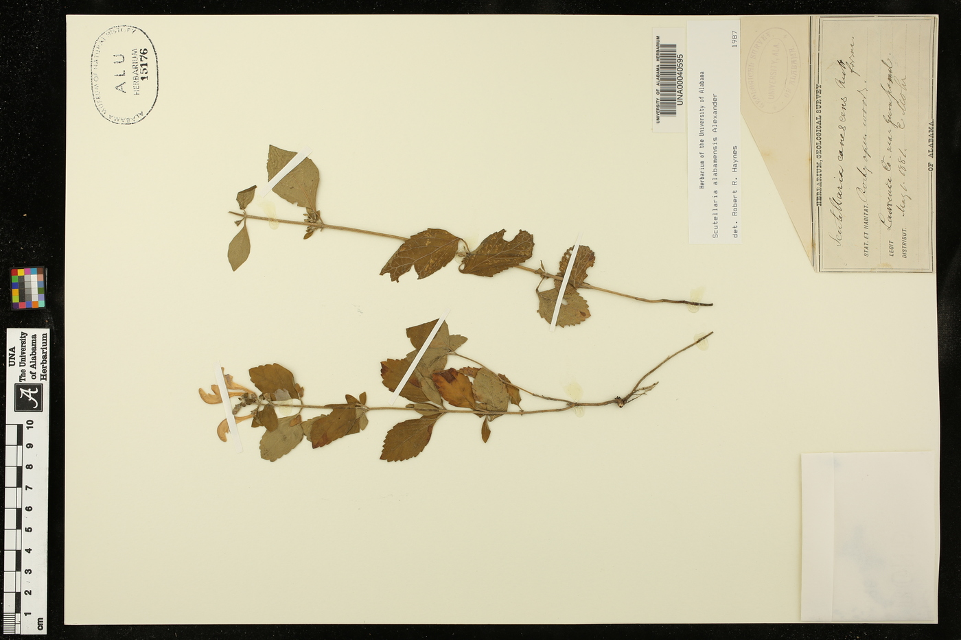 Scutellaria alabamensis image