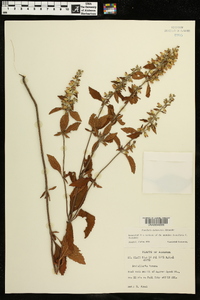 Scutellaria alabamensis image