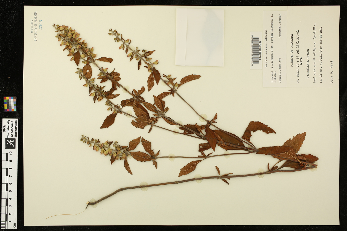 Scutellaria alabamensis image