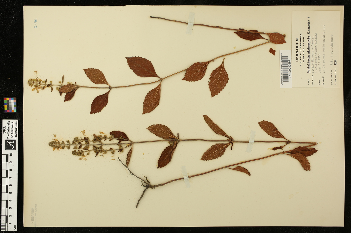 Scutellaria alabamensis image