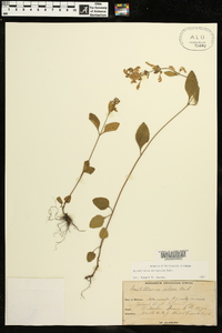 Scutellaria elliptica image