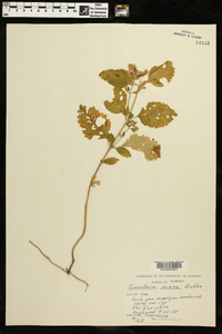 Scutellaria incana image