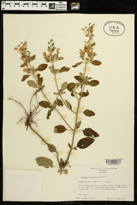 Scutellaria incana image