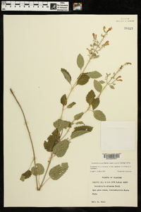 Scutellaria incana var. australis image