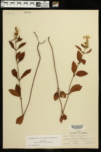 Scutellaria incana image