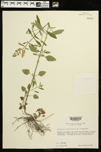 Scutellaria integrifolia var. integrifolia image