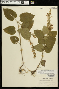 Scutellaria cordifolia image