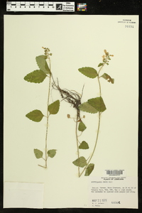 Scutellaria ovata image