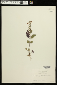 Scutellaria ovata image