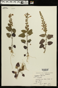 Scutellaria ovata image