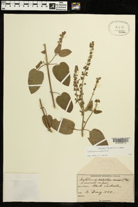 Scutellaria ovata image