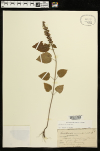 Scutellaria ovata image