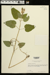 Scutellaria ovata image