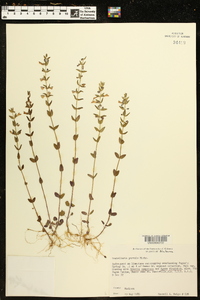 Scutellaria parvula image