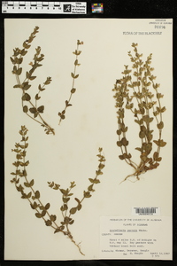 Scutellaria parvula image