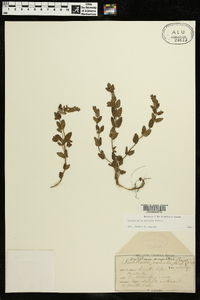 Scutellaria parvula image